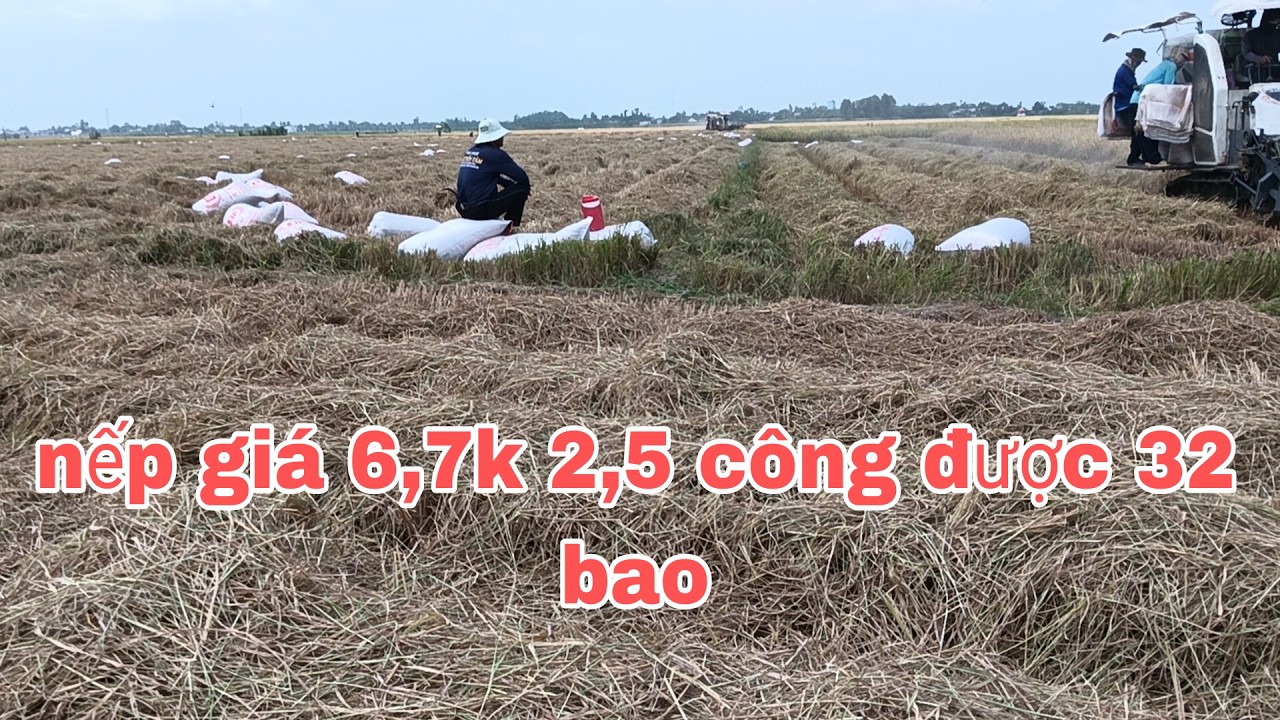 Nếp trúng mà không có giá... phân lên 950k  nông dân cũng không có lời vì bỏ 3 tháng mà không có lời