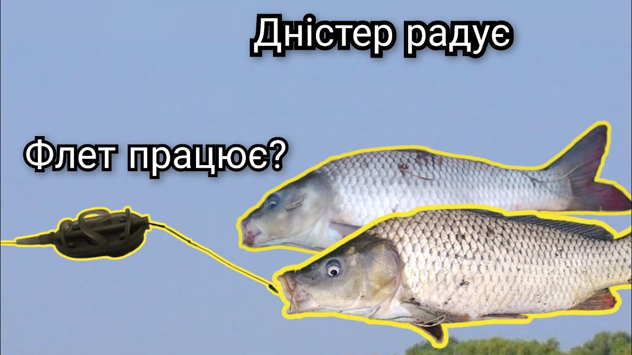 Ранкова риболовля на р.Дністер.Флет,фідер чи макушатнік?