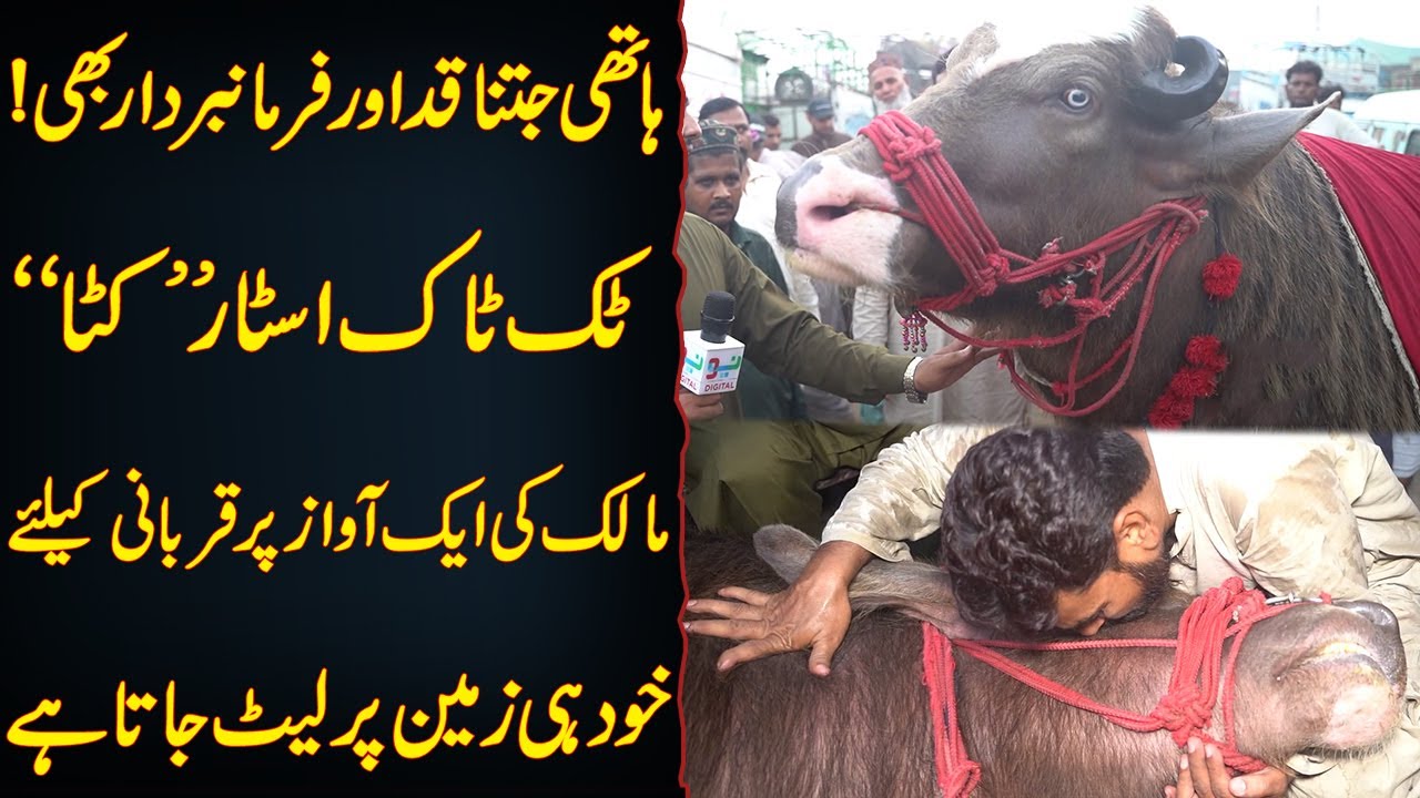 Tik Tok Star "Katta" | Hathi Jitna Kad Or Malik Ki Awaz Par Khudi Quraabni Keliye Lait Jata ha | Neo