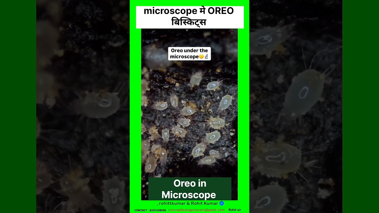 OREO under the microscopes biscuits #oreobiscuits #youtubeshorts #microscopiclife #facts #shorts