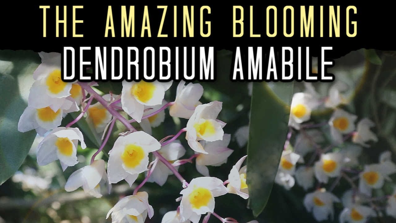 Dendrobium amabile So Many Blooms!  Species Orchid Care & Growing Tips