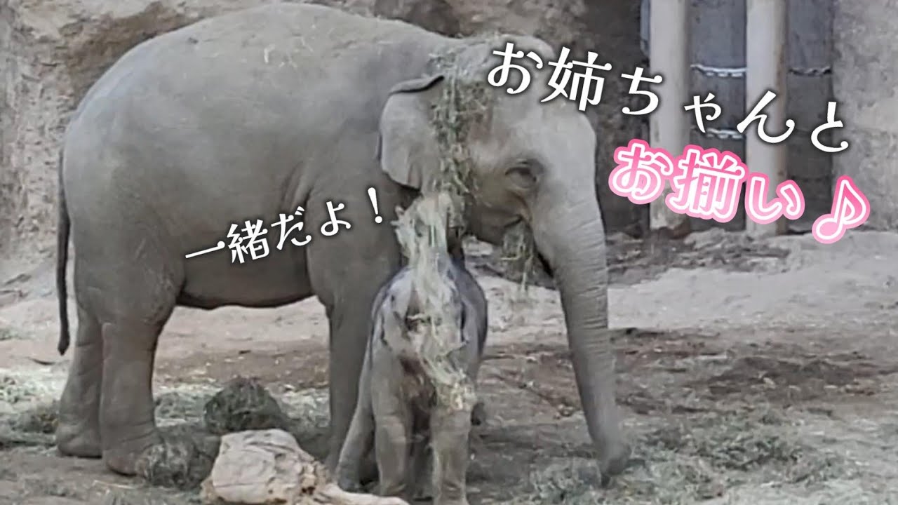 乾草の帽子をお揃いで被っちゃう赤ちゃんゾウ🐘ママとお姉ちゃんに守られて幸せそう🐘🐘🐘