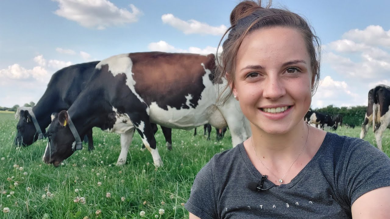 Vlog #6 My internship: MILKING 300 heifers on NEW Irish Dairy Farm ll Boerin Geer