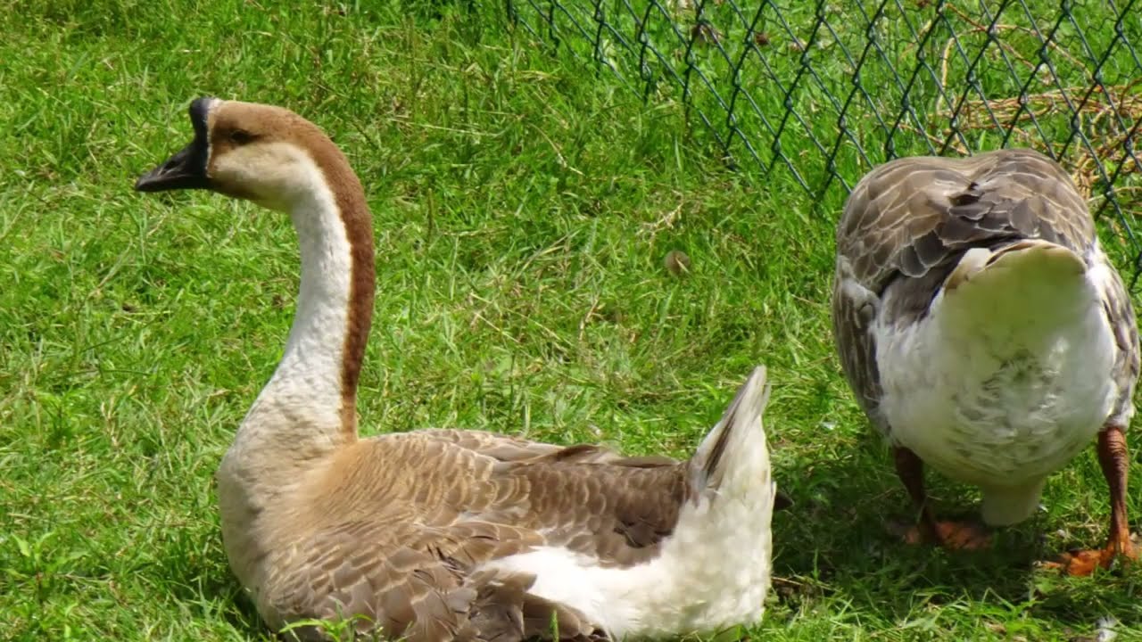 💞🦉 Greifvögelpark Saarburg, 🦅 Birds of prey, 🐁 Fjodor's Summer Adventures - part 2 💙
