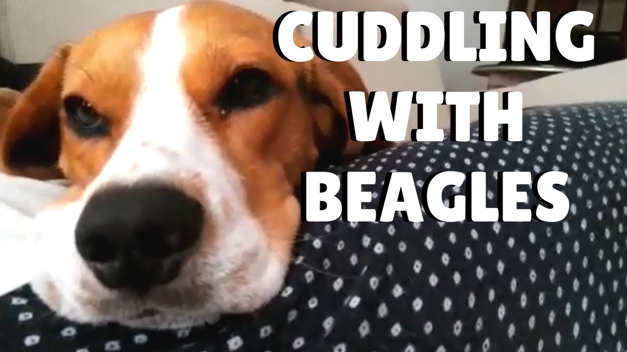 Beagle love to CUDDLE &brvbar; Pipas The Beagle