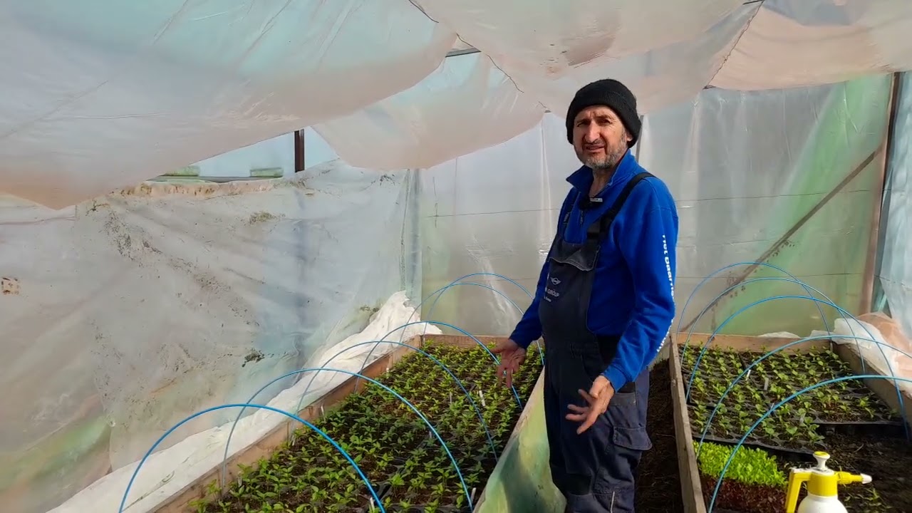 Am repicat ardeiul si vinetele pe patul de gunoi de grajd