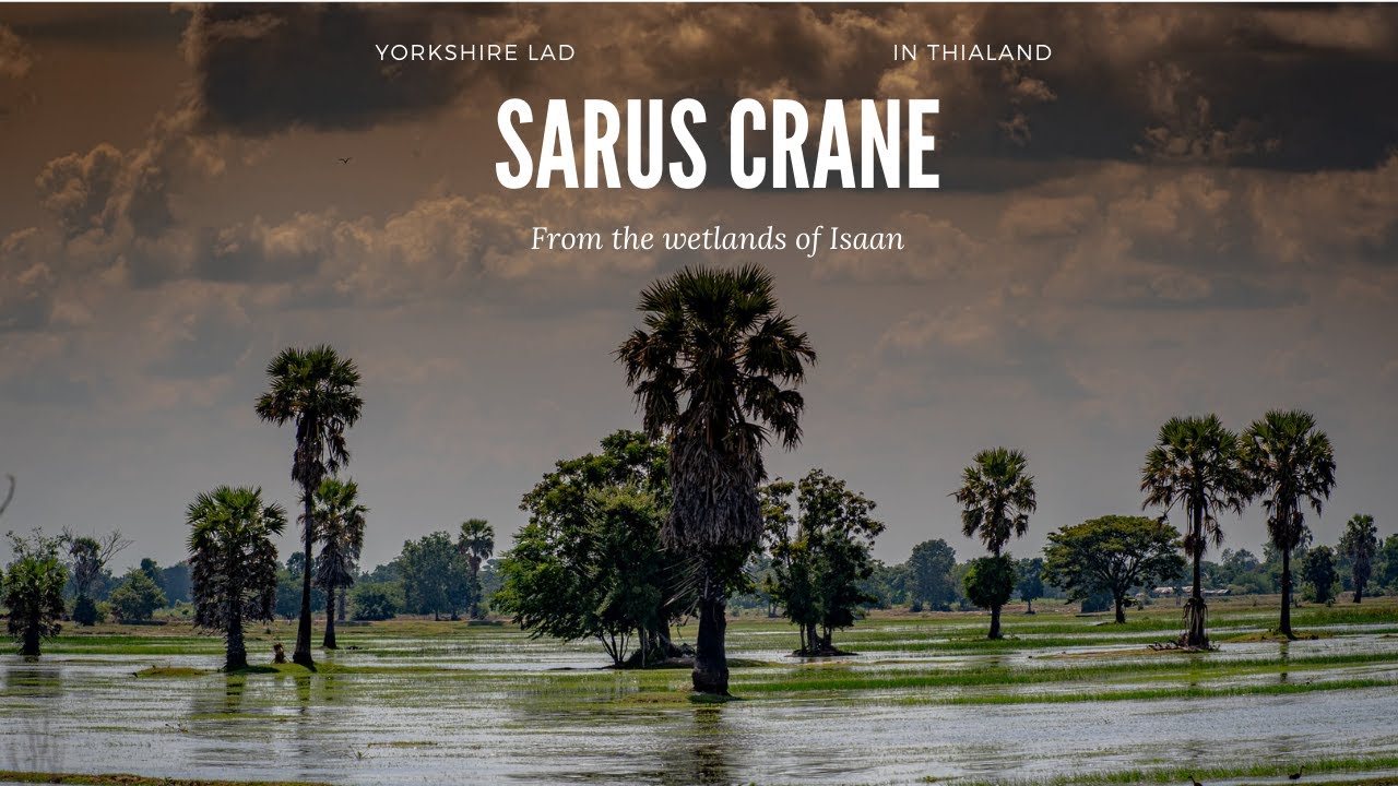 Wetland and Eastern Sarus Crane Conservation Center