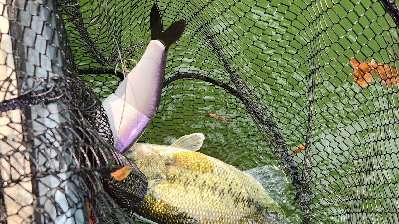 Post-spawn Bass Fishing with BIG Swimbaits in the East Coast