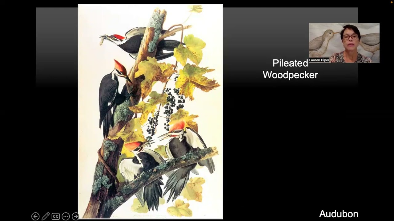 Art Masters Slides: J.J. Audubon