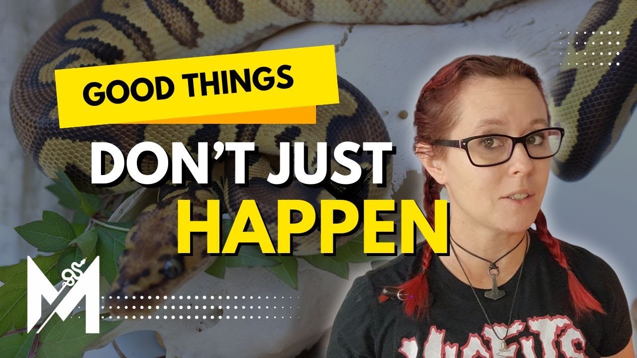 Growing your ball python business- Don't give up now!