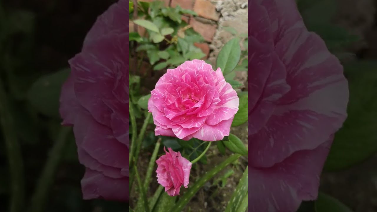 Home Garden Beauty Roses || Home Gardening |