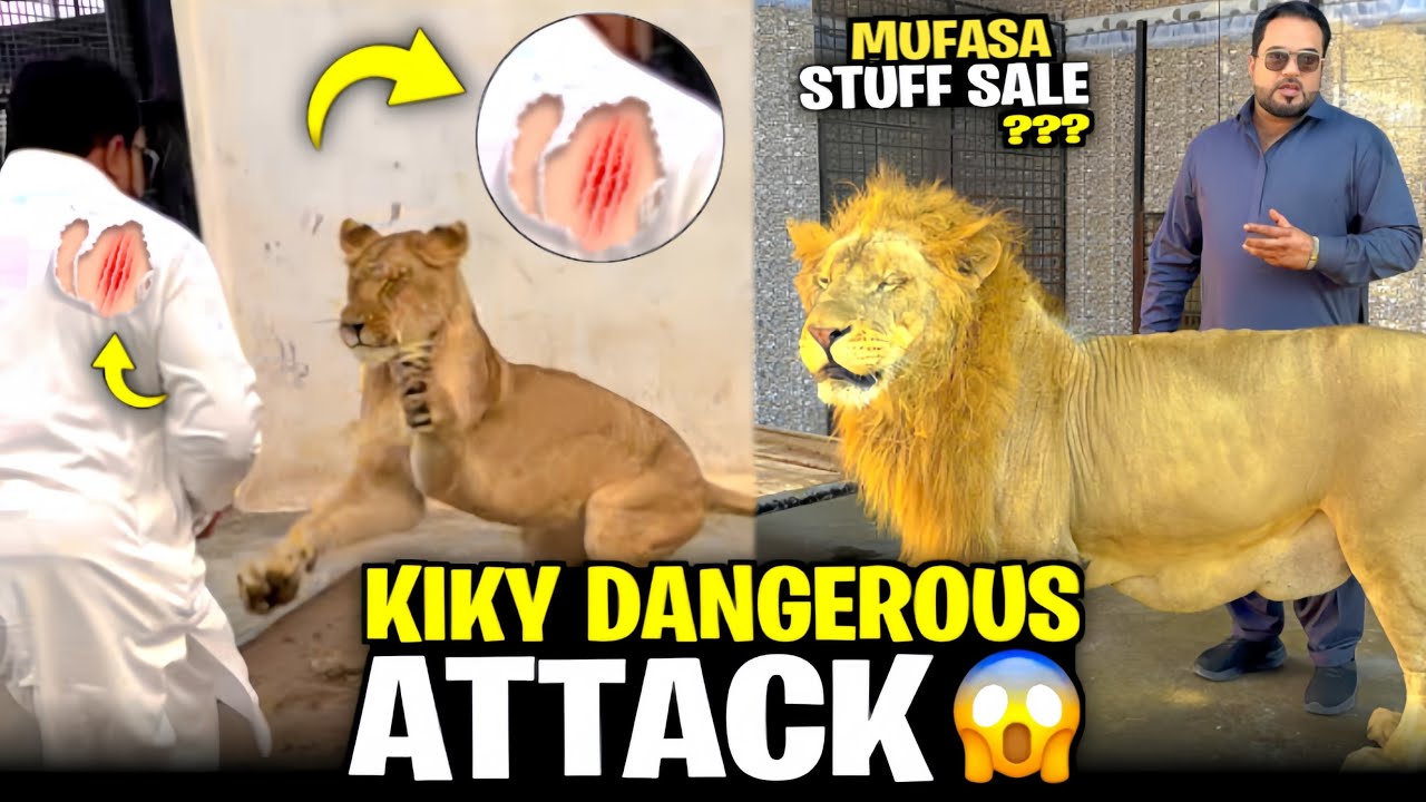 Mufasa stuff sale 😡snow ko leo pasand nahi ha 😱snow aggressive 🤔Kiky attack 😱(mian saqib)