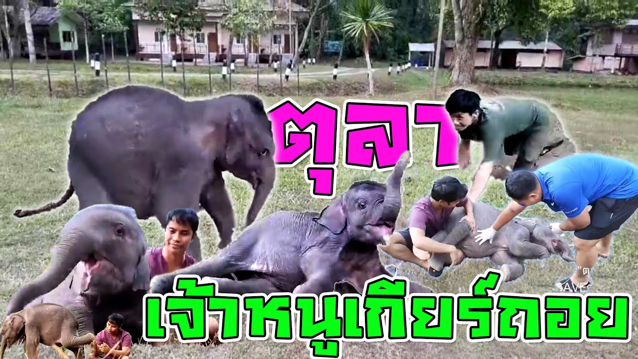 เทคนิคสุดล้ำ ทุกคนสตั้นท์ถ้าตุลาใช้เกียร์ถอยอึ้ง10วิ หมอเจี๊ยบแย่แล้ว คลิปสุดน่ารักมีแต่เสียงหัวเราะ