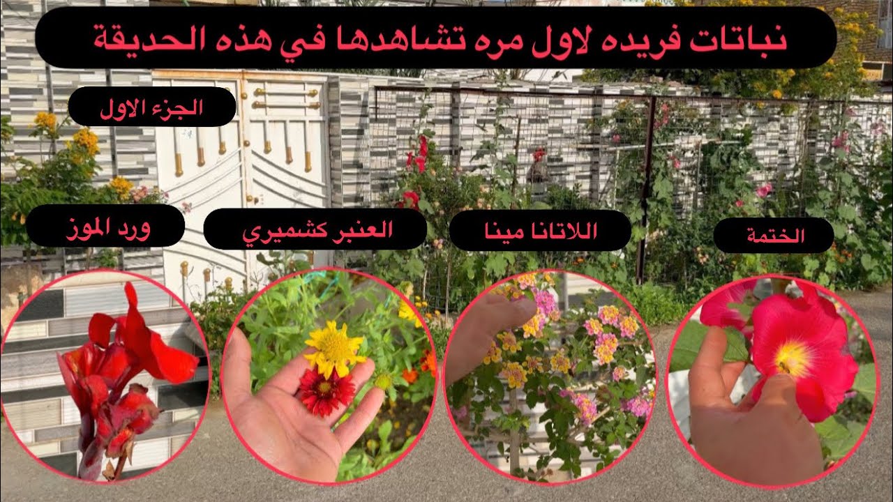 نباتات فريدة في حديقة المربي الفاضل عبد الرحمن الخزرجي من محافظة ميسان/قضاء المجر الكبير(ج١)