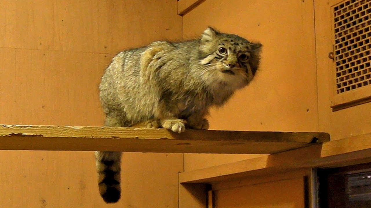 飼育員をめっちゃ見ているマヌルネコ（タビー＆セバスチャン）Pallas's Cat watches zoo keeper