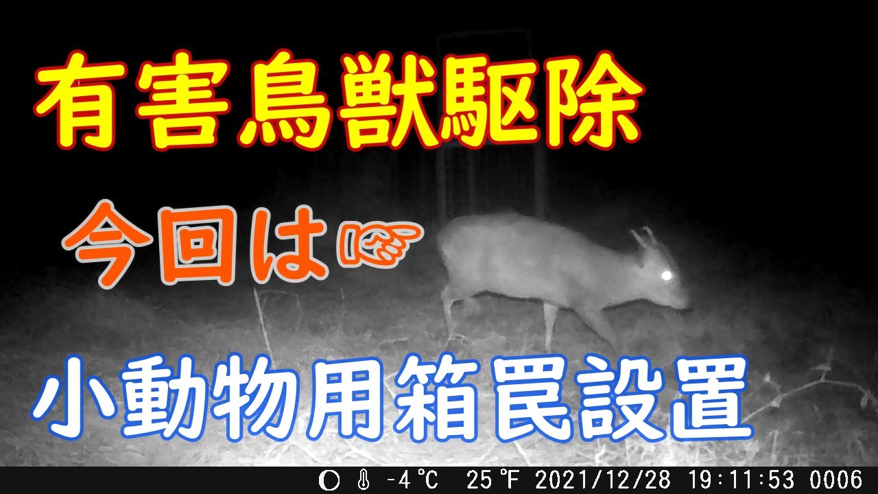 『有害鳥獣駆除』　今回の狙いはキョン‼　イノシシ箱罠移設から6日経過