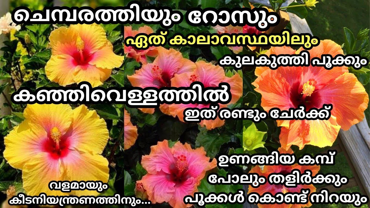 റോസും ചെമ്പരത്തിയും വർഷം മുഴുവൻ നിറയെ പൂക്കാനും കീട നിയന്ത്രണത്തിനും/Fertilizer for Rose & Hibiscus
