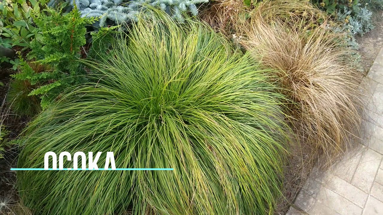 Злаки в саду. Зимостойкие декоративные злаки для вашего сада.