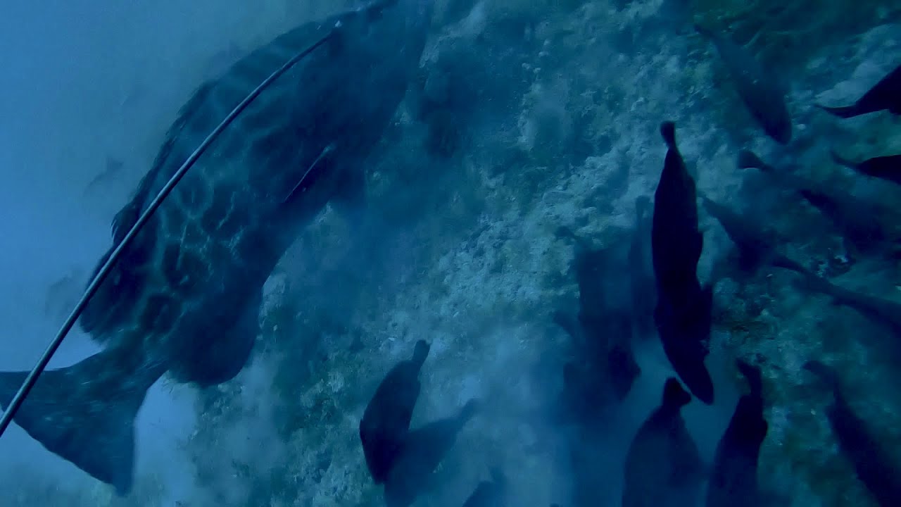 Black grouper and Cubera snapper