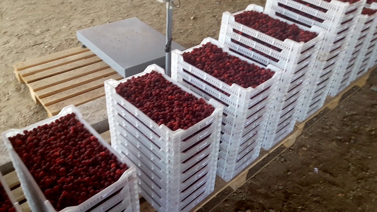 Malina Himbotop i Polka