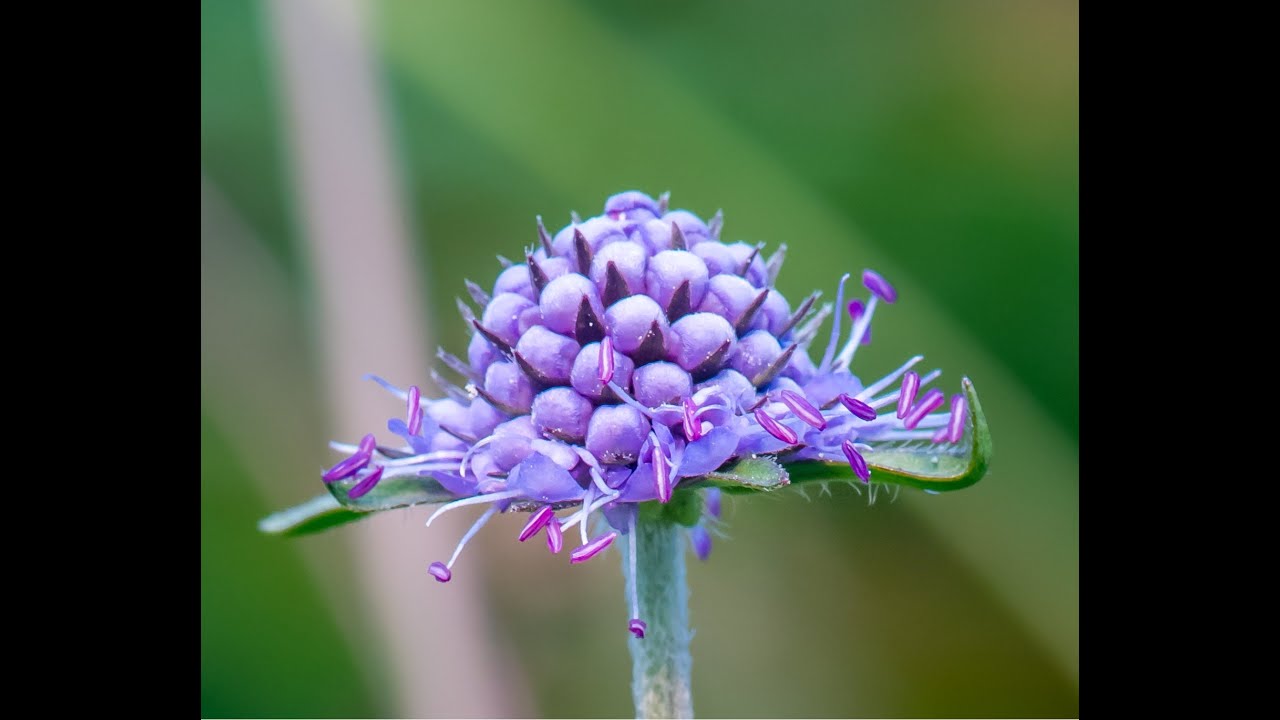 Best plants for bees: Devil's bit scabious