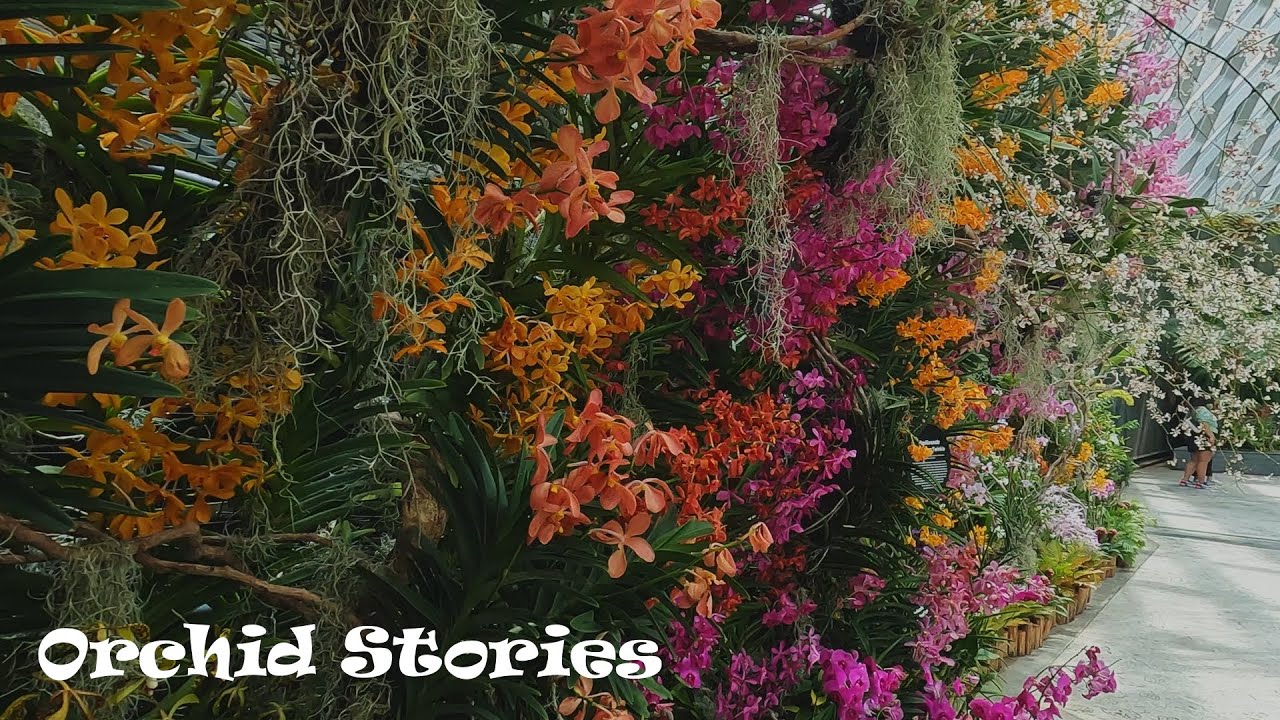 Orchid Stories
