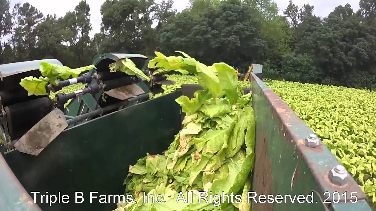 Triple B Farms, Inc. GoPro Tobacco Harvester