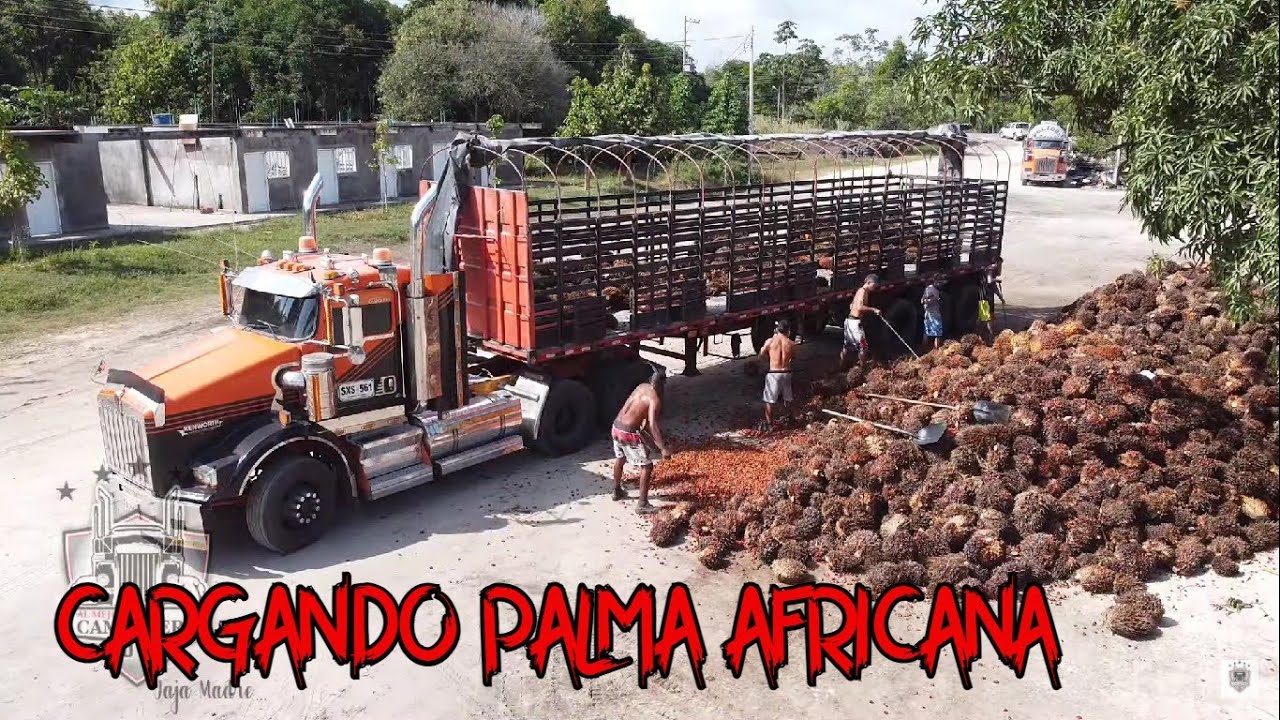 Cargando Palma africana🚛