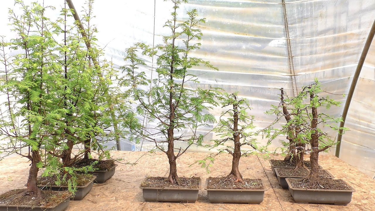 Redwood bonsai: Styling of prebonsai