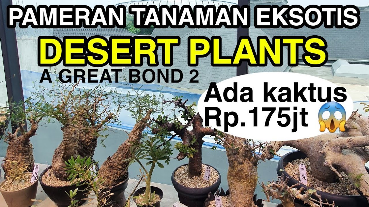 3. KAKTUS RP.175JT DI PAMERAN A GREAT BOND 2 - DESERT PLANTS