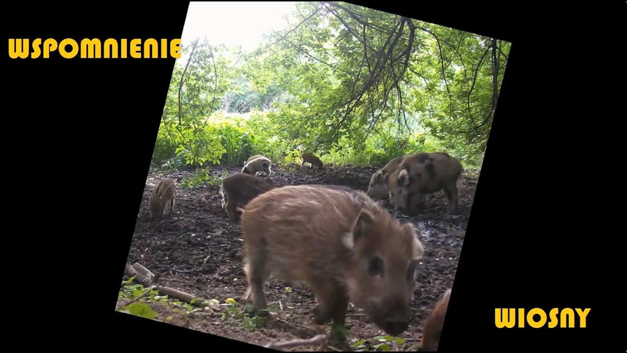 Wspomnienie wiosny 🌿 | Młode dziki i zieleń z archiwum