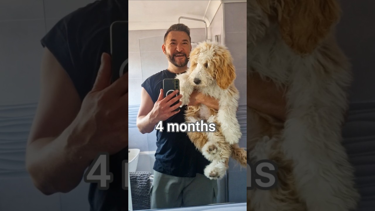 Bernedoodle transformation from 2 months to 4 months 