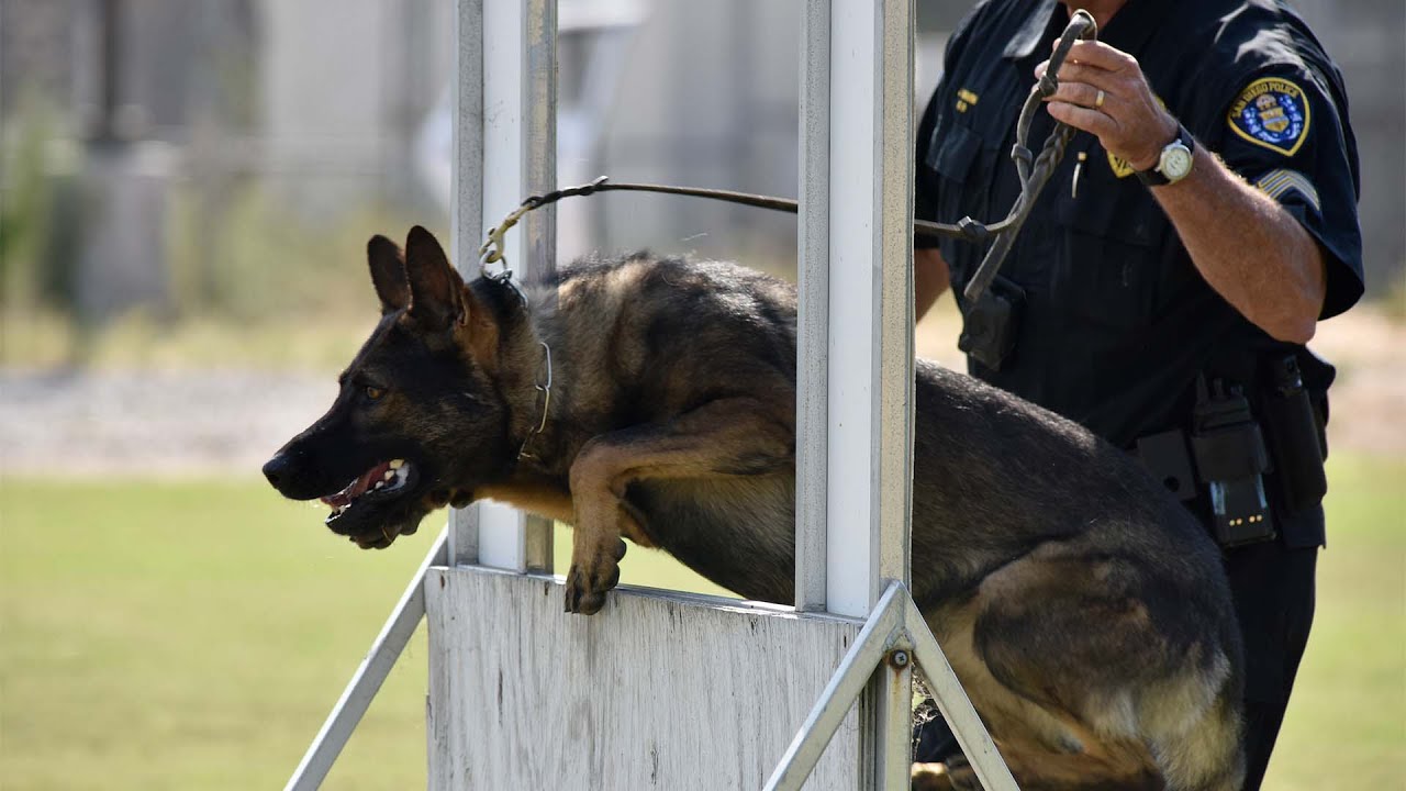 Безопасность для всех — кинологическое подразделение полиции Сан-Диего