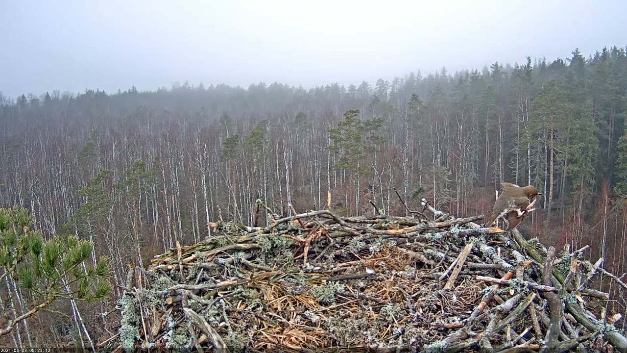 Певчий дрозд (Turdus philomelos). Song Thrush - Live Osprey nest cam in Estonia