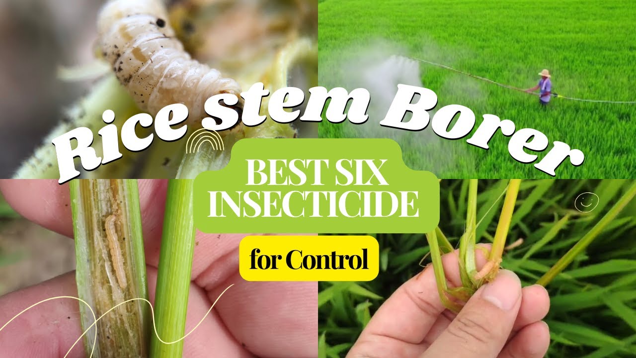 Six Effective Insecticides for Controlling Stem Borers in Rice #ricecrop #insecticides #best