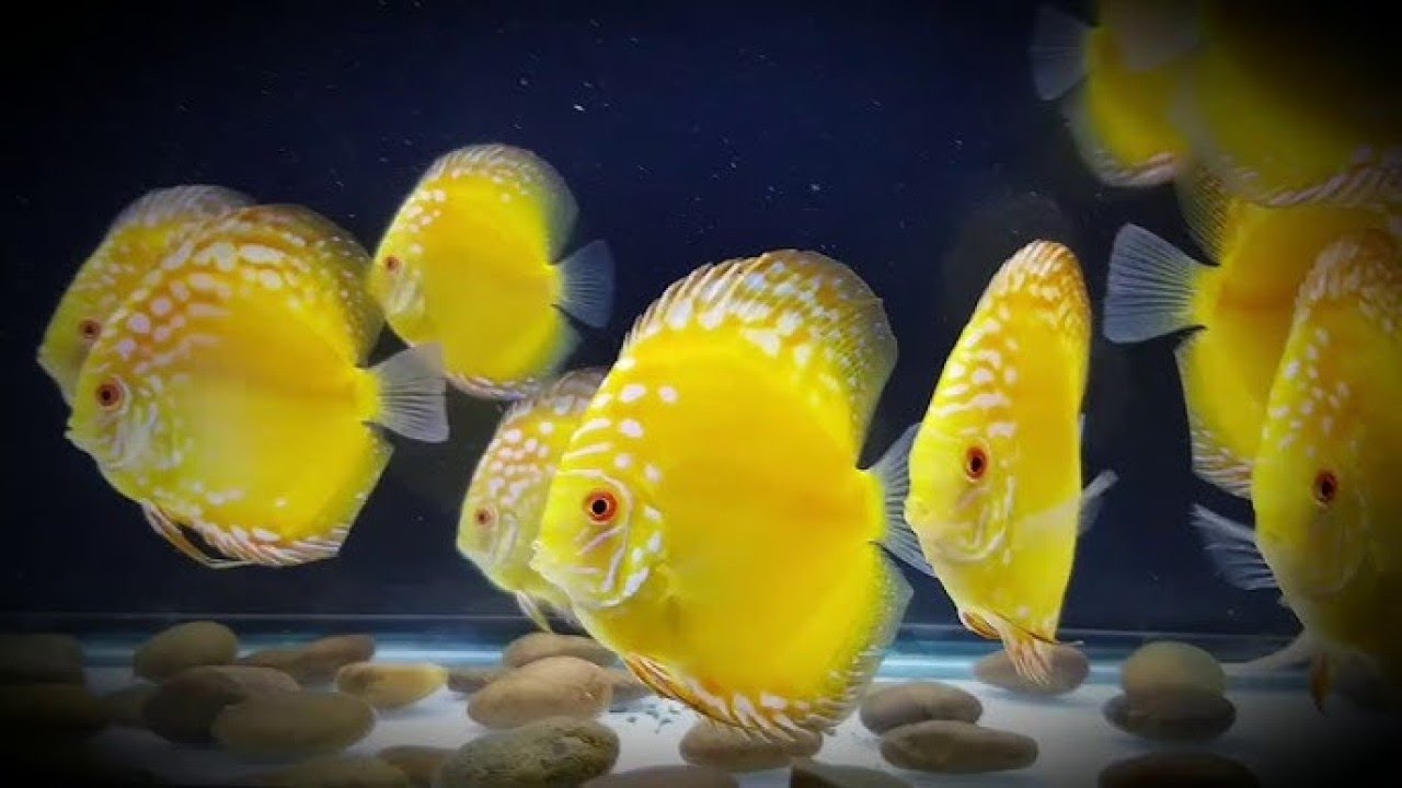 Stunning Aquascape: 75 Gallon Planted Discus Aquarium