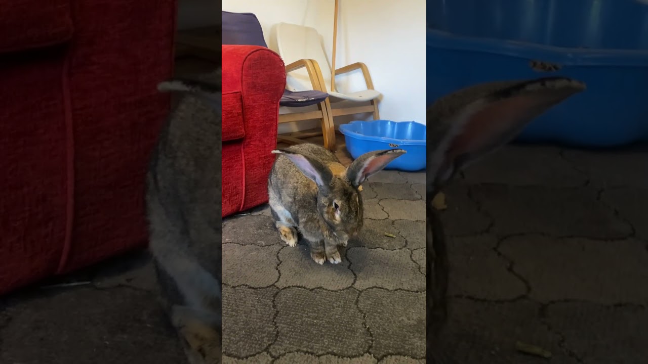 I Wonder WHY My Flemish Giant Rabbit Does This
