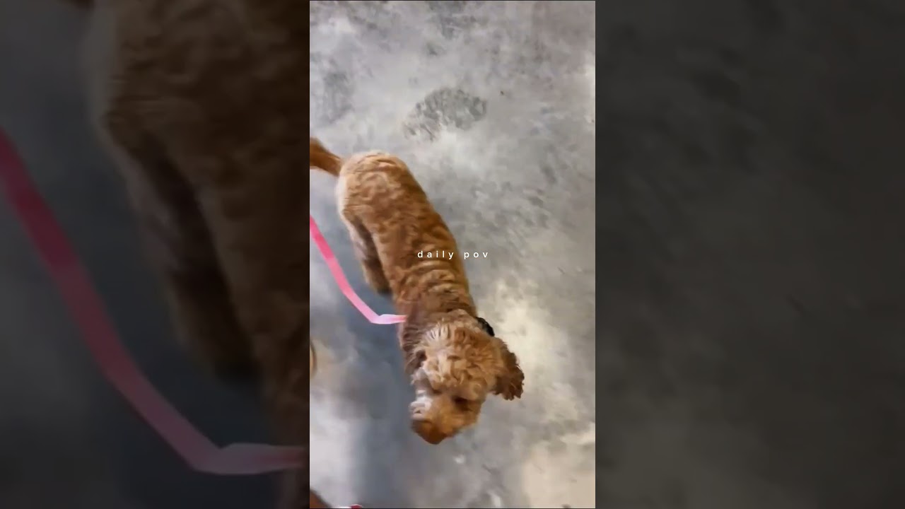 Dog Training in Houston #houstondogtraining #shorts