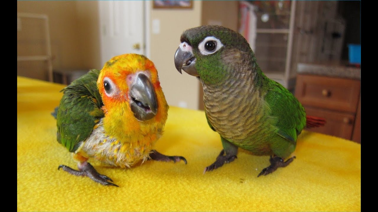 Green Cheek, Jenday and Sunday Conures hanging out