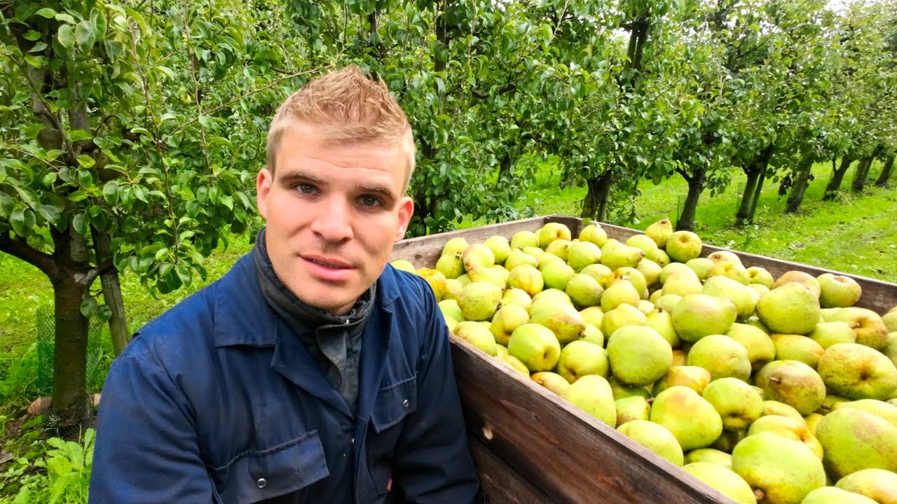 Harvesting Doyenne de Comice Pears 2022 Netherlands