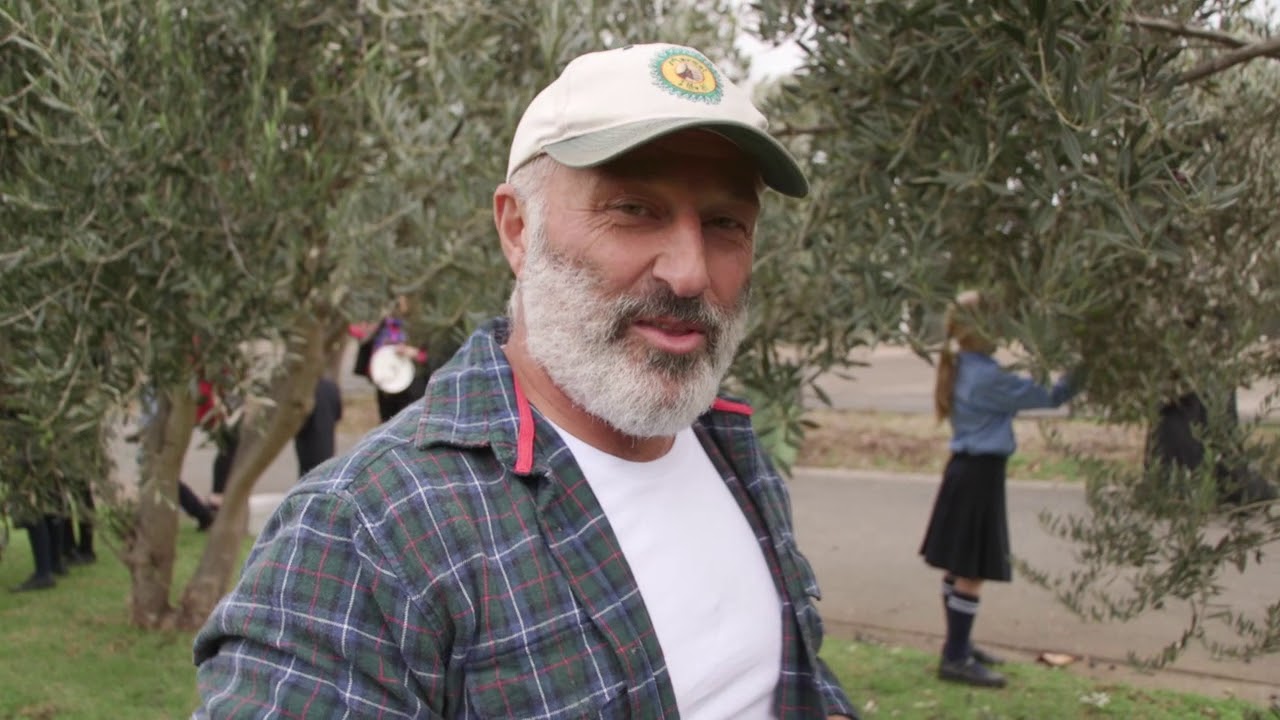 How to pick and preserve olives part 1