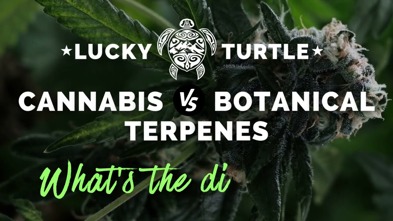 Cannabis vs Botanical Terpenes