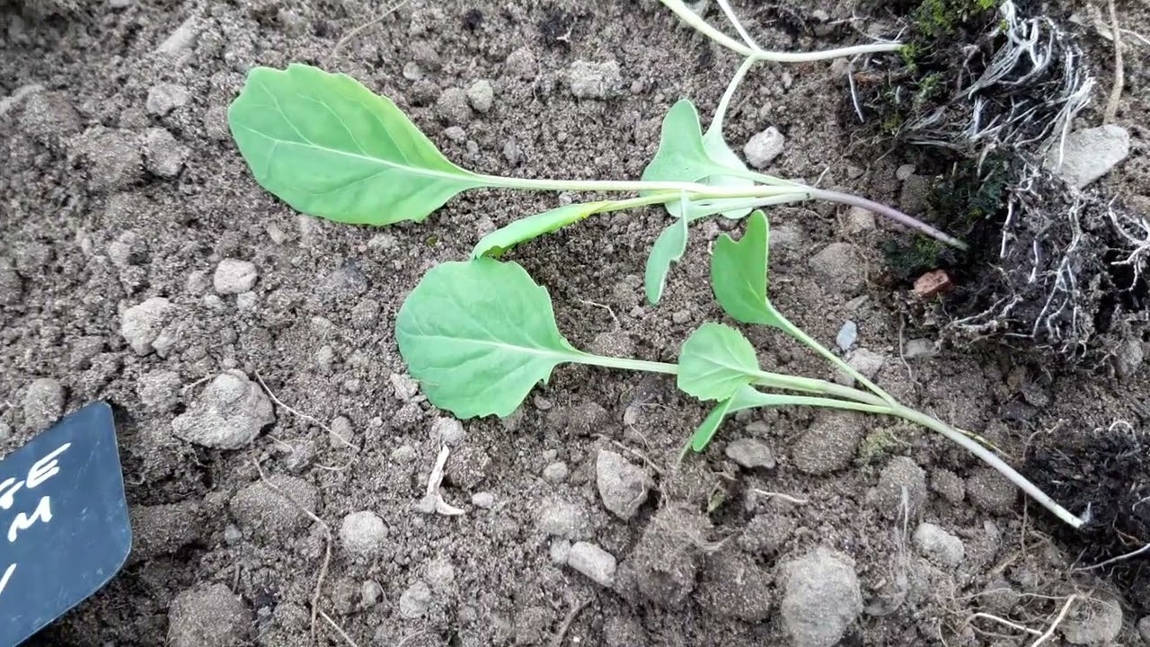 How To Plant Brassica (Cabbage) Seedlings