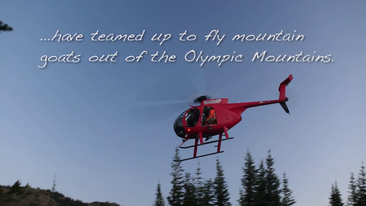 Moving Mountain Goats