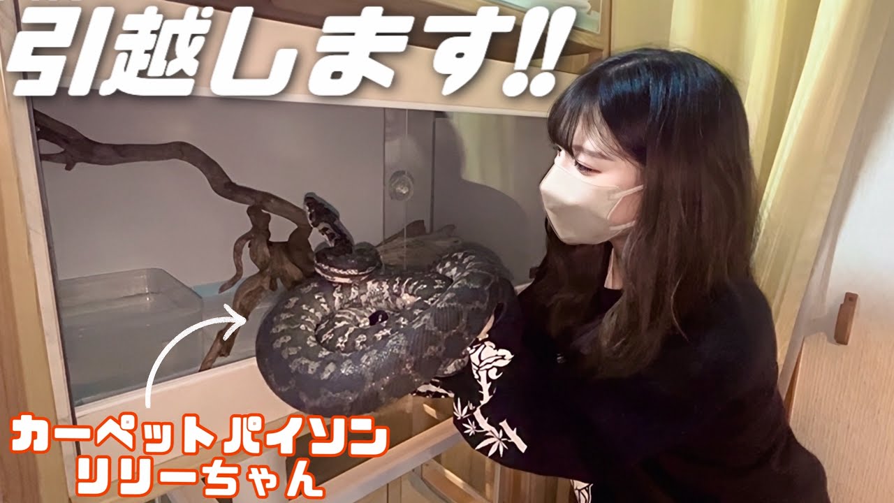 カーペットパイソン、ついにケージをお引越しします‼️ 