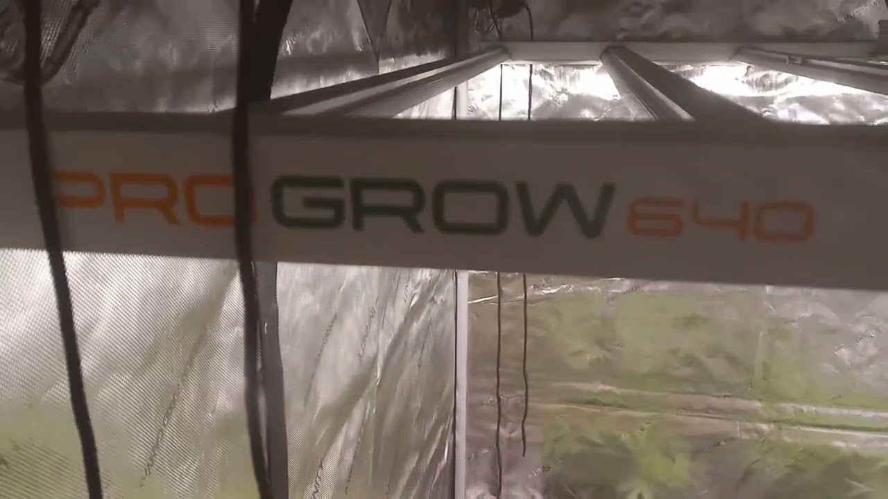 @the beginner grower weeks 3 /4