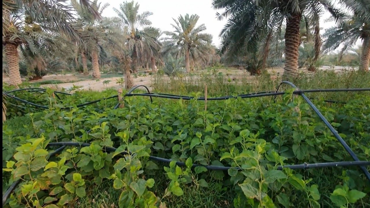 من اجمل مزارع الاحساء