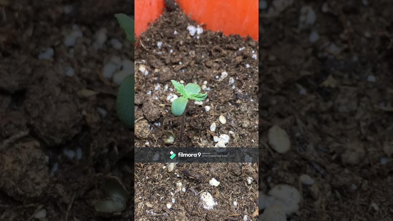 Time lapse/ Sour Diesel (AUTO) by South-Growers.
