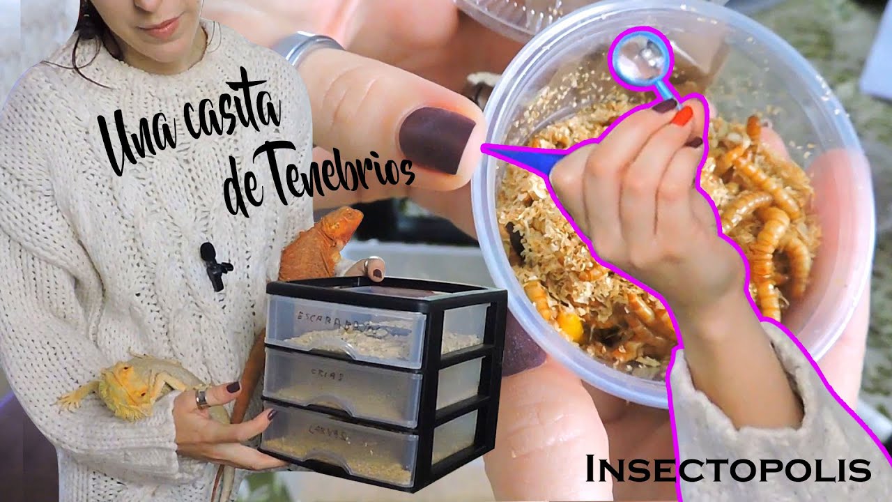 Tu granja de Alimento en casa 🏠🐛 con Insectopolis | daden Reptilera (colabo)