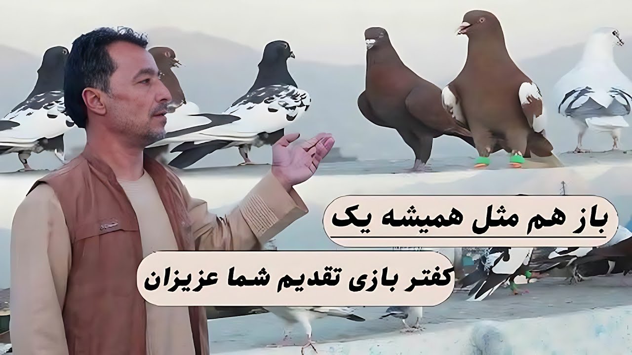 باز هم مثل همیشه یک کفتر بازی تقدیم شما عزیزان/0155Afghan Shawqi